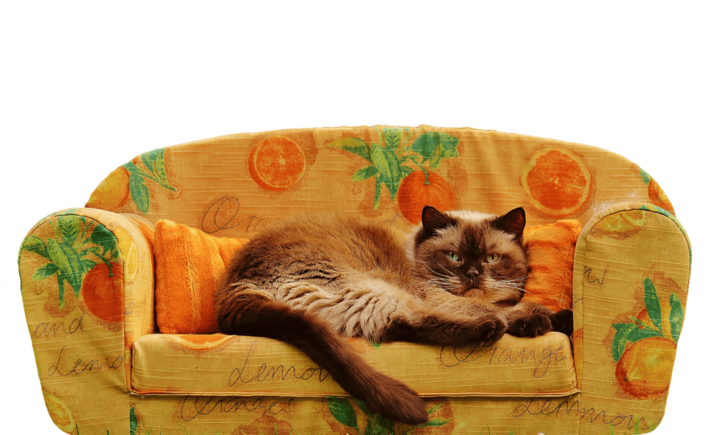 sofa-mit-katze-darauf